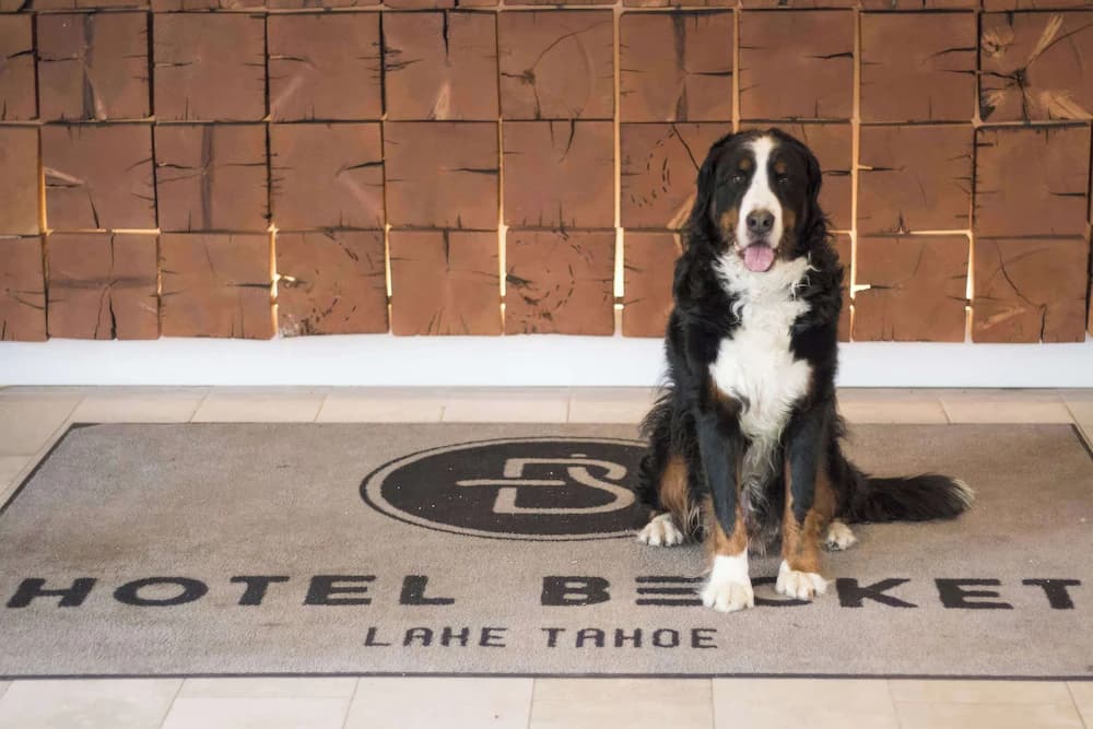 Pet-friendly