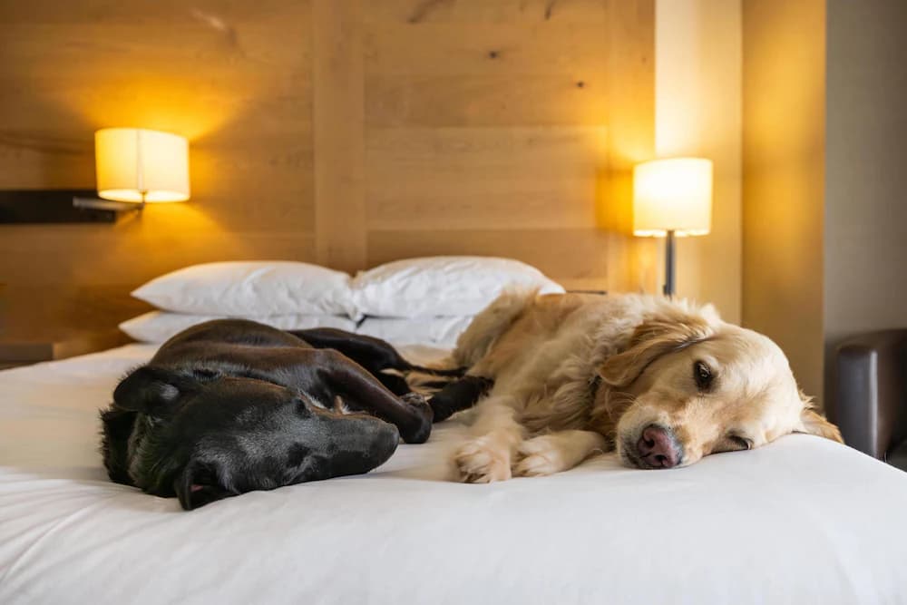 Pet-friendly