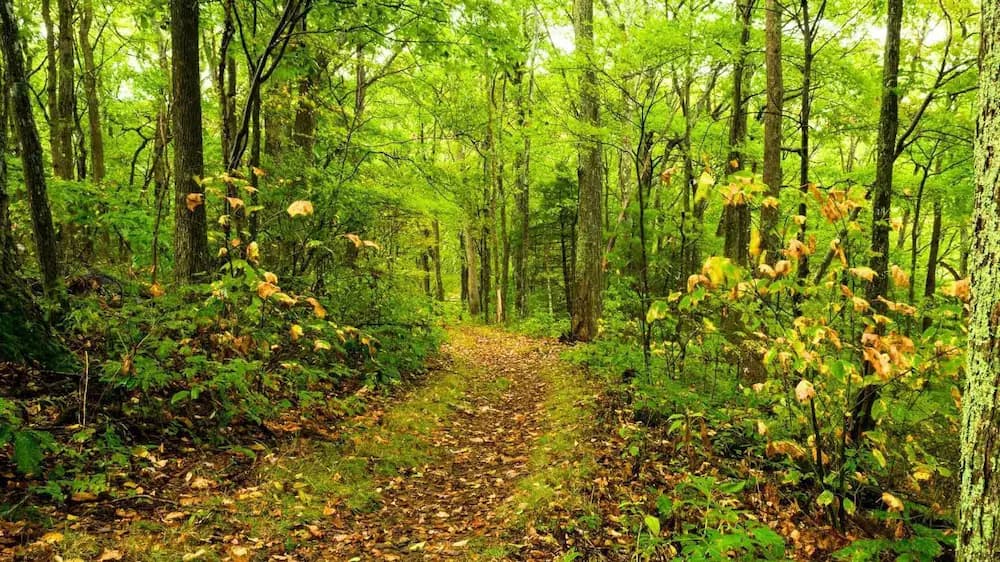 Hiking