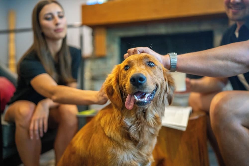 Pet-friendly