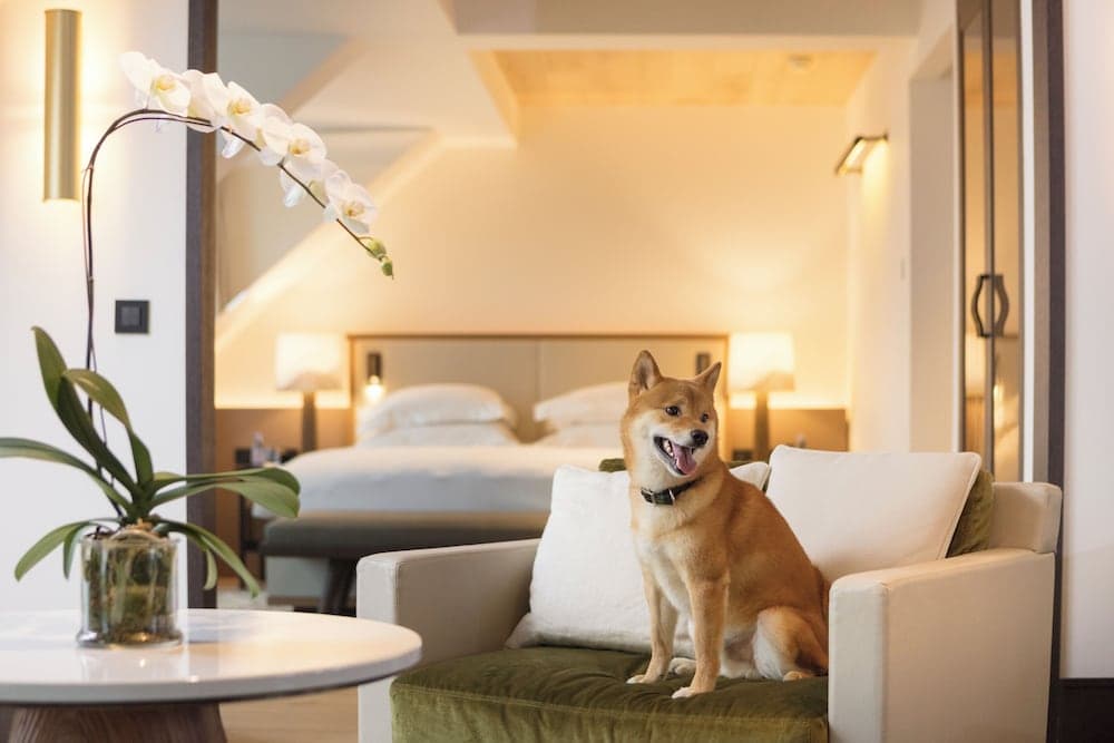 Pet-friendly