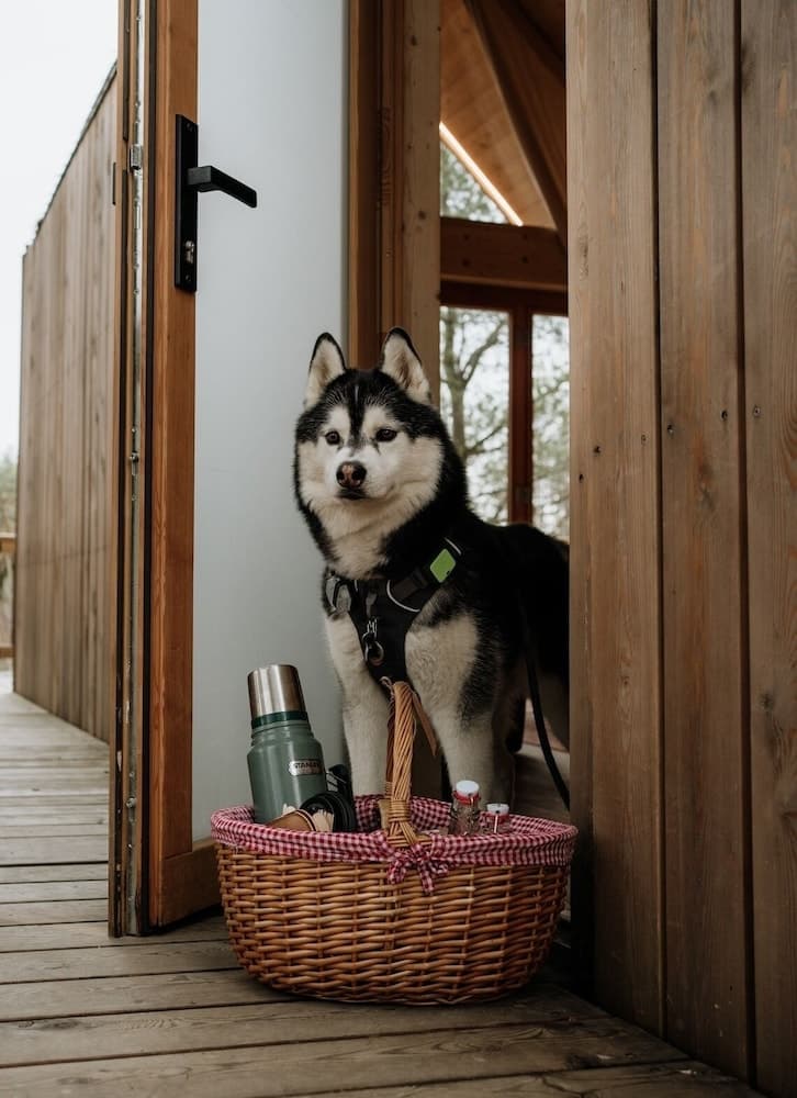 Pet-friendly